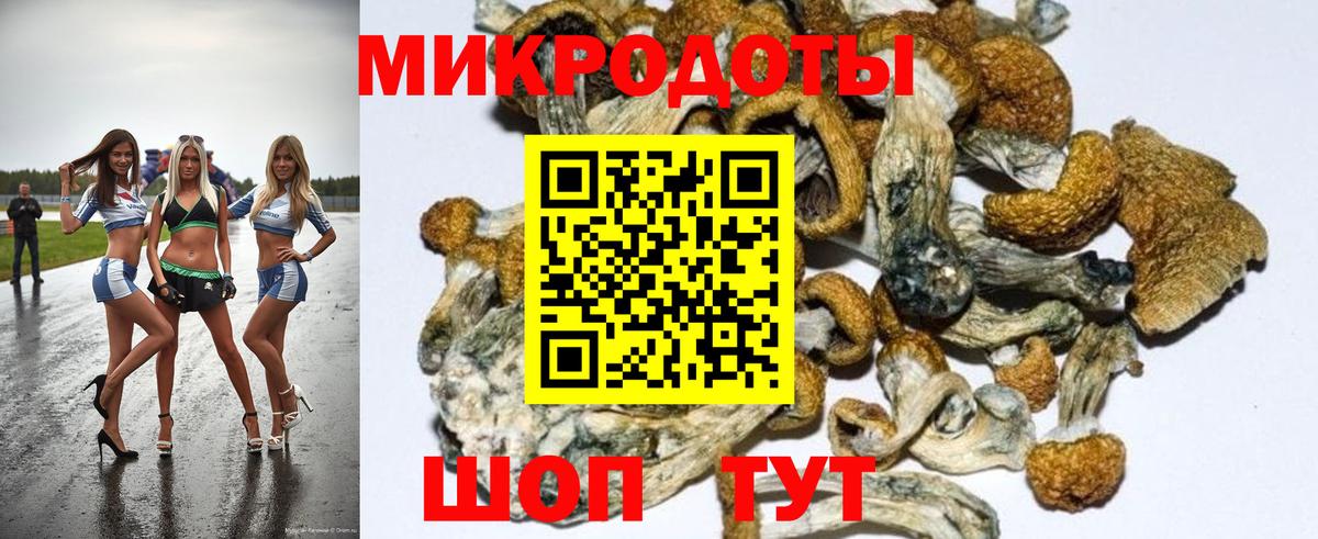 Галлюциногенные грибы Psilocybine cubensis Краснознаменск